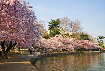 cherry blossom tidal basin sm