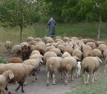 shepherd